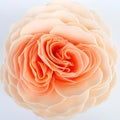 Serendipity Garden Rose Bath Soap - The Emperor's Lane